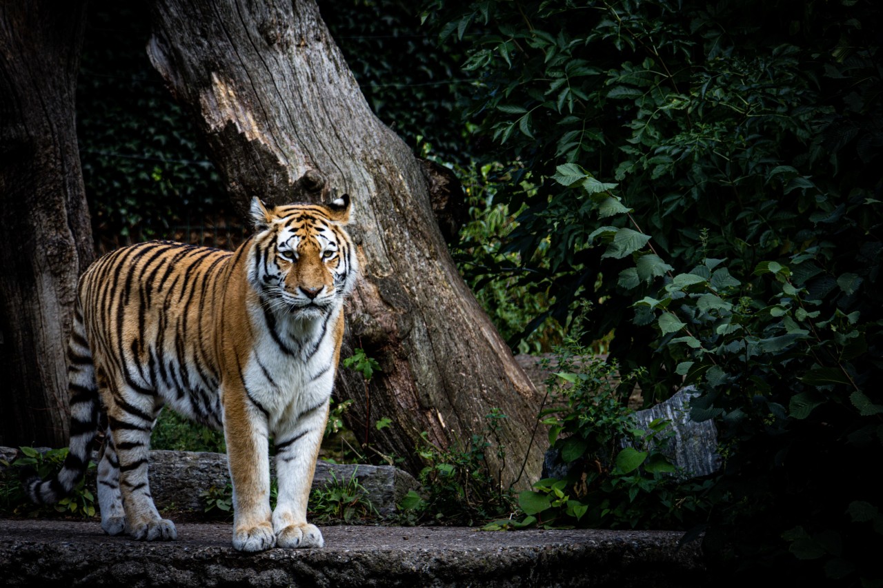 The Jackson Zoo